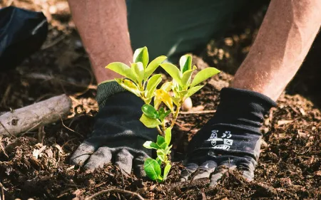plantacio ndearbolesenPamplonayNavarra 455w