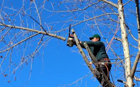 podadearboleseconomicaenPamplona Navarra 455w