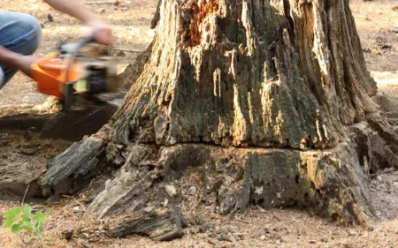 quitartoconesdearbolesabuenprecioenPamplona Navarra 455w