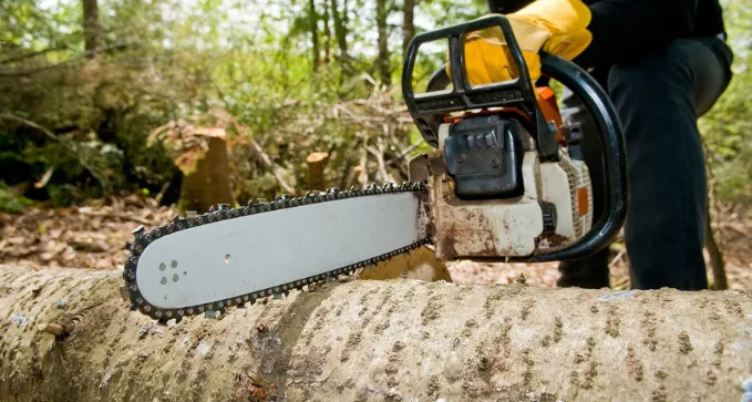 taladea rbolescontroladaenPamplona Navarra 720w